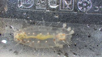 Media type: image;   Invertebrate Zoology 153394 Description: Live specimen.;